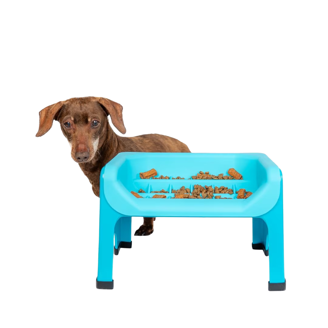 Elevated Slow Feeder Bowl for Flat-Face Dogs with Silicone Insert, Blue